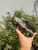 Concentric Diamondback Terrapin Adult Female