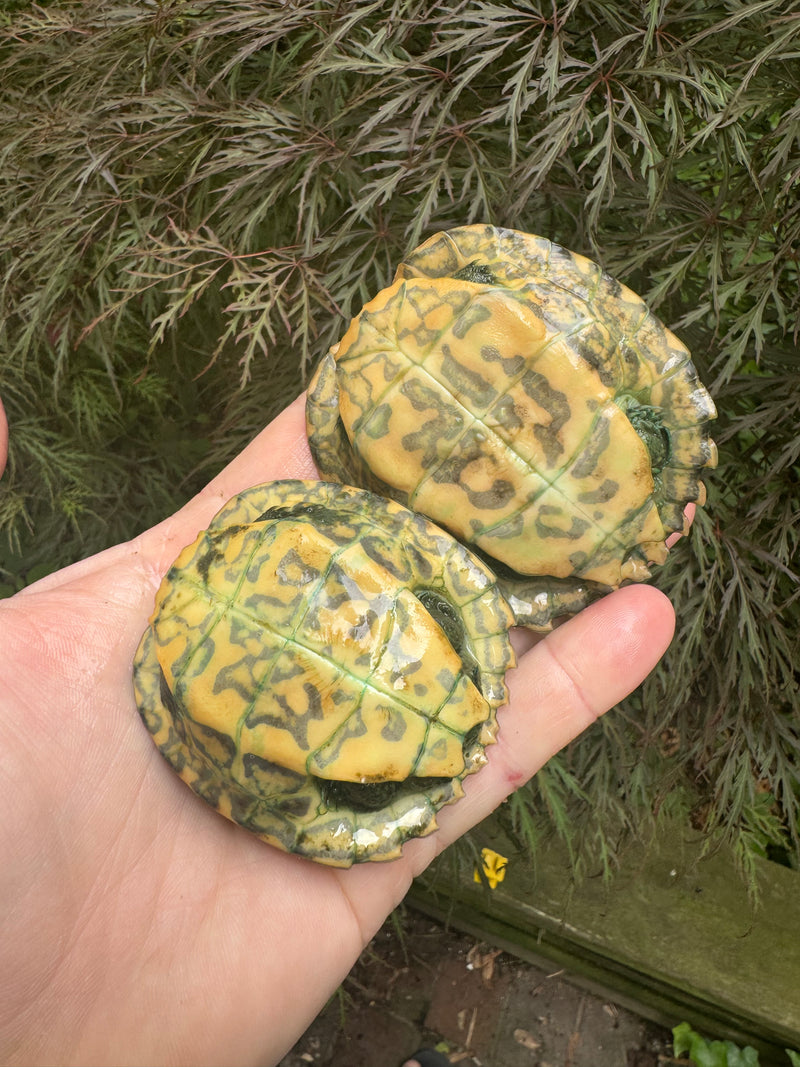 Yellow-headed Temple Turtle Babies (Heosemys annandalii)