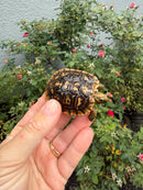 Pancake Tortoise Baby 2026
