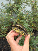 Spanish Pond Turtle Adullt Pair