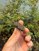 Alligator Snapping Turtle X Florida Snapping Turtle