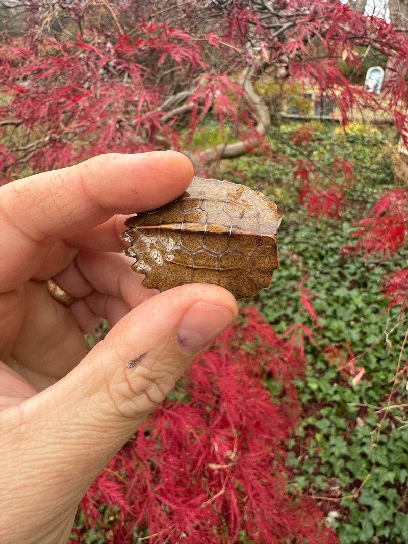 Hi Orange Vietnamese Black Breasted Leaf Turtle Baby 2025