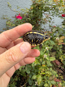 HI YELLOW Florida Box Turtle