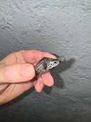 Hi White Concentric Diamondback Terrapin 2024