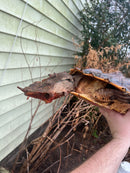 Adult Mata Mata Male