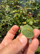 Pastel Clown Red Eared Slider Turtle