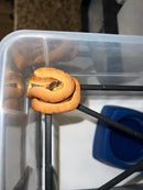 Amazon Tree Boa Baby 2023 CB