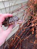 HI YELLOW Florida Box Turtle