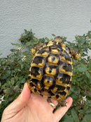 Eastern Hermann's Tortoise Adult Male