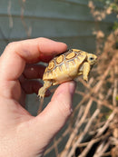 Leopard Tortoise 2024