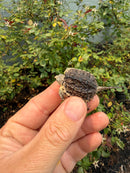 Hypomelanistic Common Snapping Turtle 2026