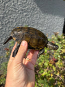 Franco-Italian Pond Turtle Adult Male
