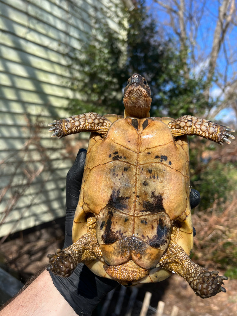 Libyan Greek Tortoise Adult Male