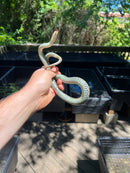 Florida Blue Garter Snake Adult Female