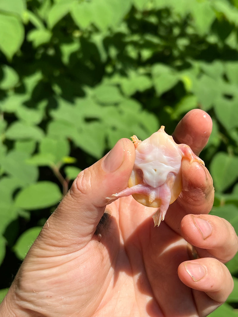 Albino Florida Softshell 2024