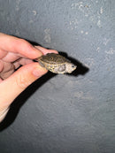 Hi White Concentric Diamondback Terrapin 2024
