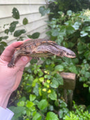 Adanson's Mud Turtles Pair