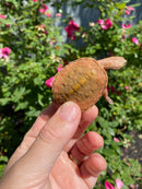Hypo Peach Geoffroy's Sideneck Turtle