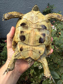Eastern Hermann's Tortoise Adult Female