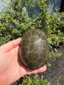 Sicilian Pond Turtle Adult Pair