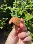 Hypo Peach Geoffroy's Sideneck Turtle