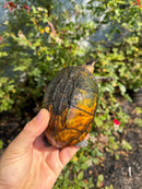 Red Cheeked Mud Turtle Adult Trio