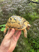 Libyan Greek Tortoise Adult Female