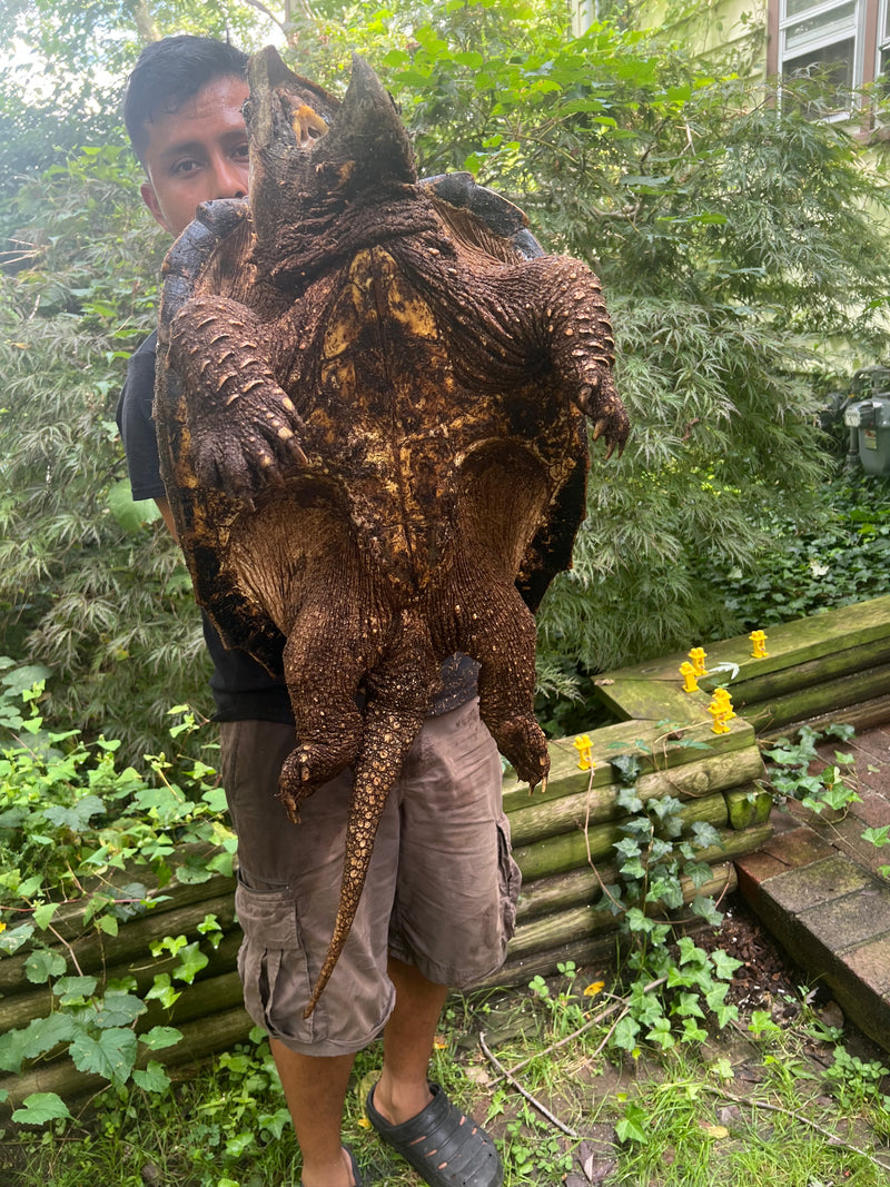 Alligator Snapping Turtle Adult Female
