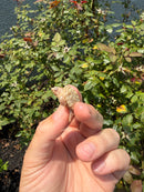 Albino Florida Snapping Turtle 2026