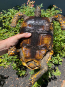 Yellow Footed Tortoise CB Adult Female