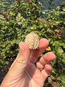 Albino Florida Snapping Turtle 2026