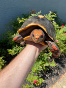 Red Foot Tortoise Adult Male