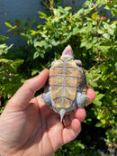 Ornate Diamondback Terrapin Female