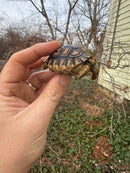 Leopard Tortoise 2025