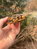 Pancake Tortoise Adult Female