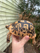 Jordanian Golden Greek Tortoise Female