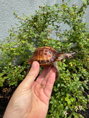 Spiny Hill Turtle CB 2025