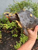 Red Foot Tortoise Adult Male