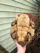 Adult Mata Mata Male