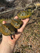 Japanese Pond Turtle 1.3 (Mauremys japonica) (Priced As Group