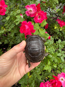 Aldabra Tortoise USA CB 2026