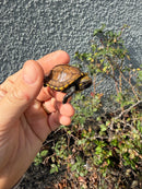 Southern Keeled Box Turtle Baby