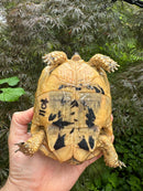 Libyan Greek Tortoise Adult Female