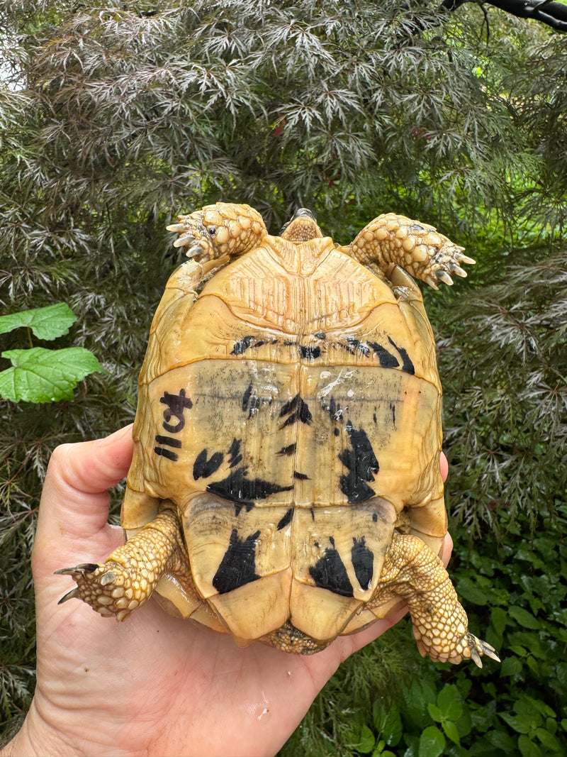 Libyan Greek Tortoise Adult Female