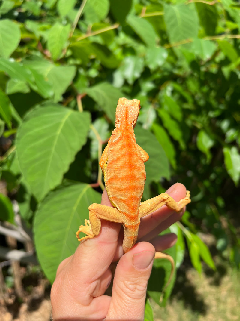 Crimson Red Albino Green Iguana 2024