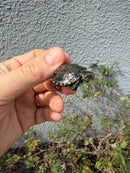 West Coast Pond Turtle Baby