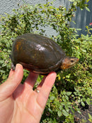 Red Cheeked Mud Turtle Adult Trio