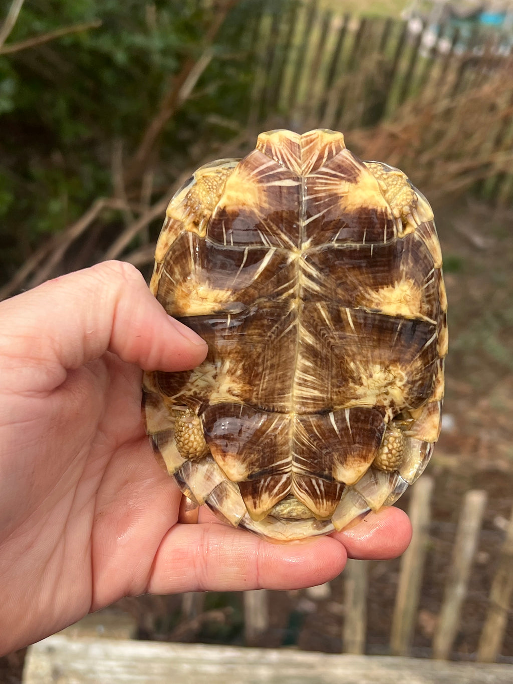 Pancake Tortoise Adult Male #1 (Malacochersus tornieri)