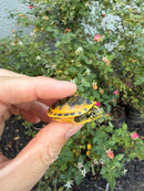 Golden Flame Florida Red Bellied Turtle 2026