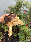 Hypomelanistic Common Snapping Turtle 2024